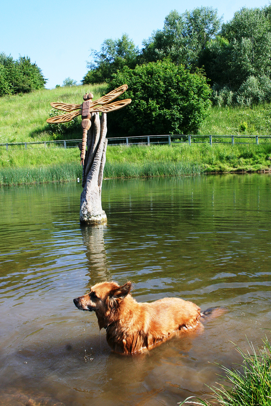 Dog Enjoying Anderton Nature Park Cheshire.